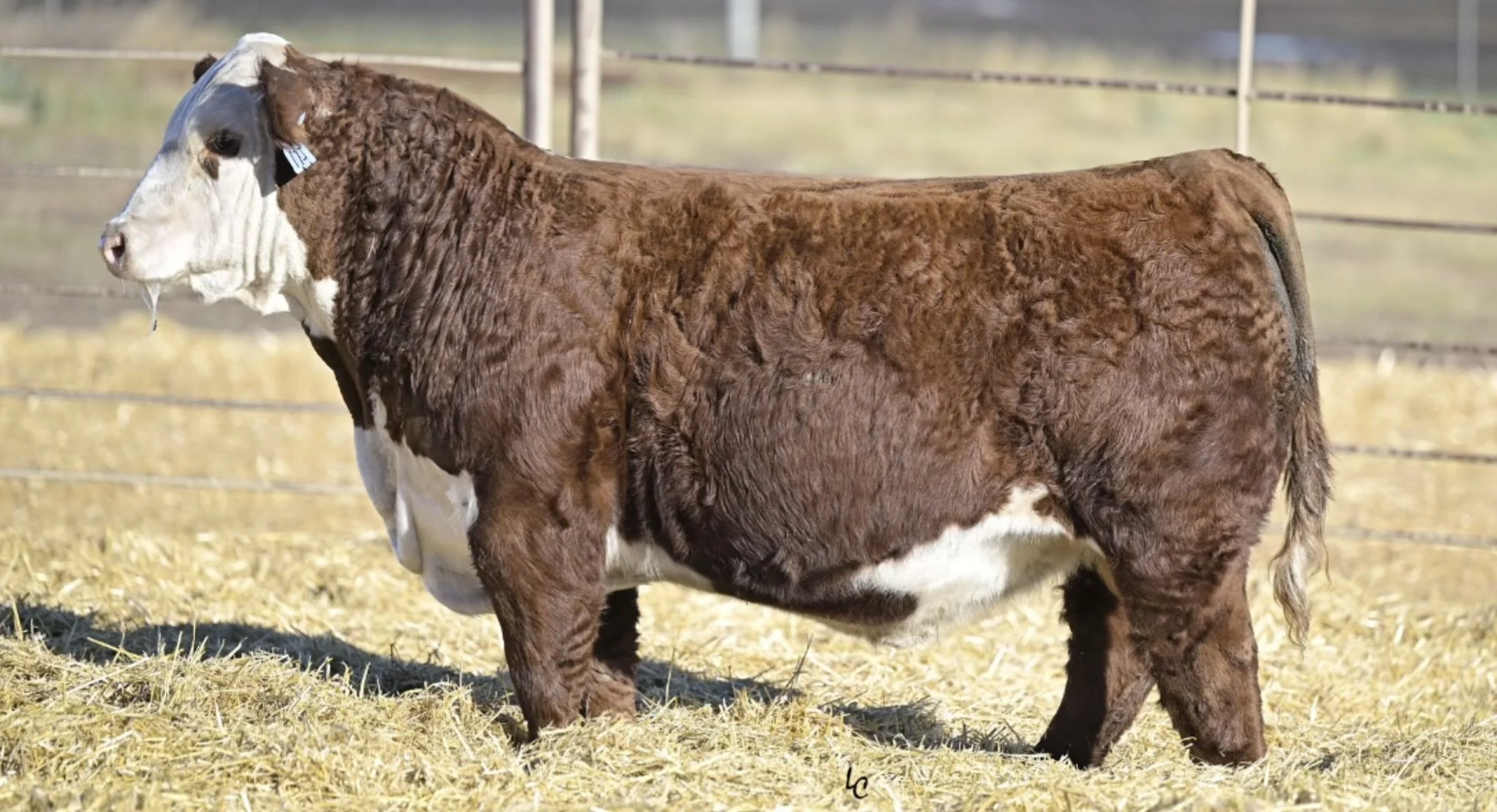 Herd Sires — Chapman Land And Cattle
